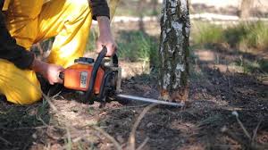 Best Lawn Pest Prevention  in West Dundee, IL
