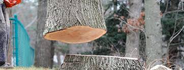 How Our Tree Care Process Works  in  West Dundee, IL