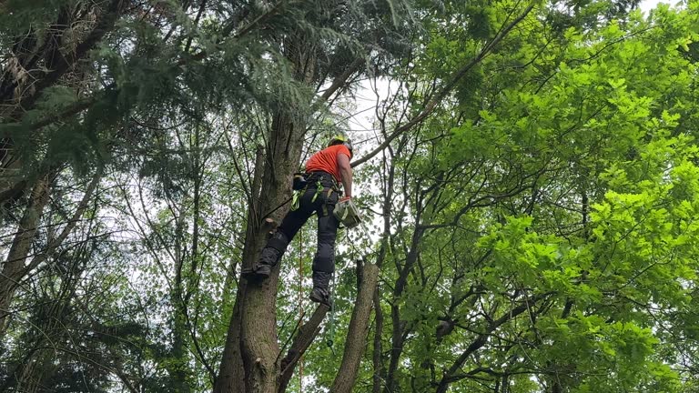 Best Palm Tree Trimming  in West Dundee, IL