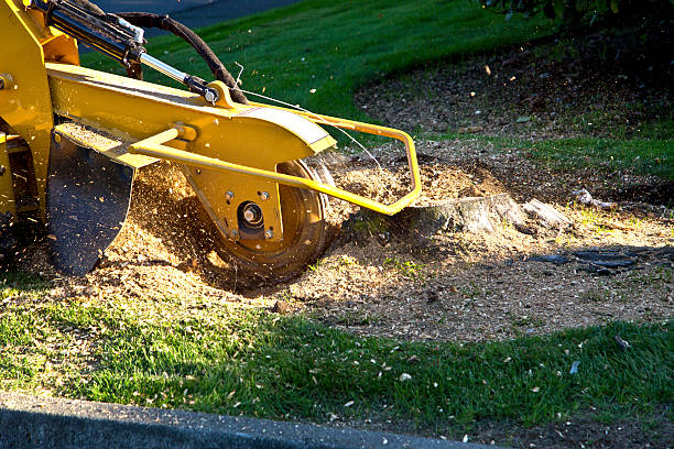 Best Commercial Tree Services  in West Dundee, IL