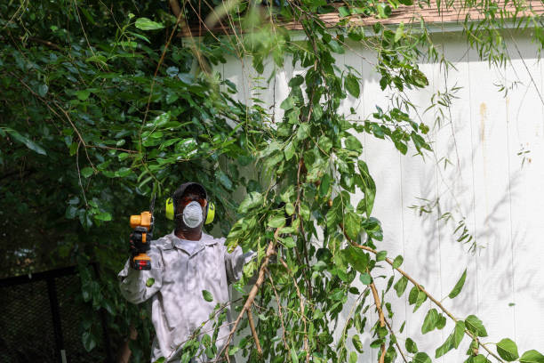 Best Tree Preservation Services  in West Dundee, IL