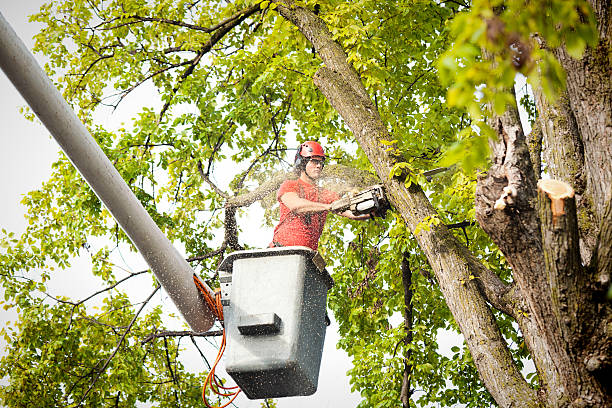 Professional Tree Services in West Dundee, IL